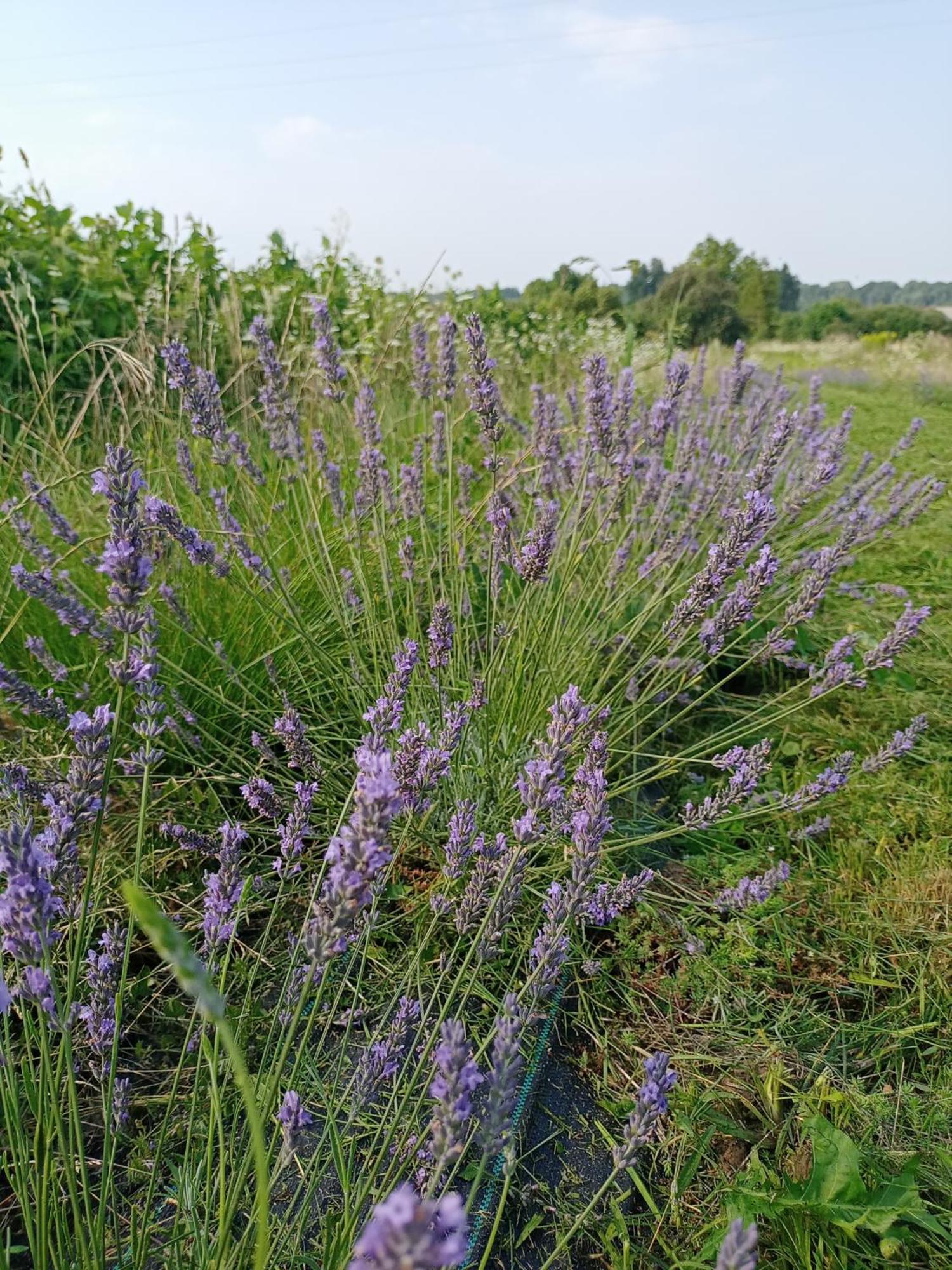 Agroturystyka Pod Bluszczem Krasnobród Zewnętrze zdjęcie